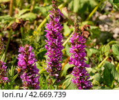 Южный Урал, цветущий дербенник иволистный (Lythrum salicaria) или плакун-трава на берегу реки. The Southern Urals, flowering purple loosestr (Lythrum salicaria) on the riverbank. Стоковое фото, фотограф Евгений Романов / Фотобанк Лори