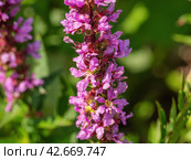 Южный Урал, цветущий дербенник иволистный (Lythrum salicaria) или плакун-трава на берегу реки. The Southern Urals, flowering purple loosestr (Lythrum salicaria) on the riverbank. Стоковое фото, фотограф Евгений Романов / Фотобанк Лори