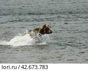Медведь в Кроноцком заповеднике на Камчатке. Стоковое фото, фотограф Иванова Анастасия / Фотобанк Лори