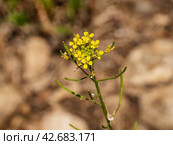 Южный Урал, цветущий желтушник левкойный (Erysimum cheiranthoides) на берегу реки. Southern Urals, flowering treacle-mustard (Erysimum cheiranthoides) on the river bank. Стоковое фото, фотограф Евгений Романов / Фотобанк Лори