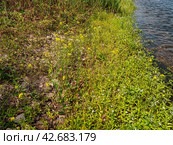 Южный Урал, цветущий желтушник левкойный (Erysimum cheiranthoides) на берегу реки. Southern Urals, flowering treacle-mustard (Erysimum cheiranthoides) on the river bank. Стоковое фото, фотограф Евгений Романов / Фотобанк Лори