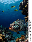 Malabar grouper swimming in tropical underwaters. Grouper in underwater world. Observation of animal world. Scuba diving adventure in South Africa coast of RSA. Стоковое AI-изображение, AI-художник Aleksandr Golubev / Фотобанк Лори