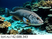 Malabar grouper swimming in tropical underwaters. Grouper in underwater world. Observation of animal world. Scuba diving adventure in South Africa coast of RSA. Стоковое AI-изображение, AI-художник Aleksandr Golubev / Фотобанк Лори