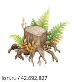 Cartoon forest stump with green ferns, wild herbs and mushrooms hand drawn watercolor illustration isolated on white background. Лесной пень. Акварельная иллюстрация. Стоковая иллюстрация, иллюстратор Карнаухова Елена / Фотобанк Лори