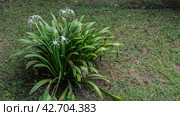 A beautiful tropical plant hymenocallis littoralis beach spider lily blooms on a green lawn. Lush elongated leaves, thin, elegantly curved white petals. Malaysia. Стоковое фото, фотограф Вера Ивановна Кубарева / Фотобанк Лори