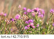 A beautiful satyrid butterfly  (Lat. Satyridae, Nymphalidae) with mottled brown wings collects nectar from wild flowers on the shore of Lake Baikal on a sunny summer day. Стоковое фото, фотограф Виктория Катьянова / Фотобанк Лори