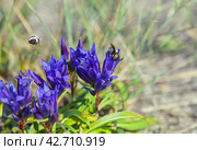 A honey bee collects nectar on the blue flowers of wild Gentiana grandiflora on the coast of Lake Baikal on a sunny summer day. The second bee flies in search of nectar over highland meadow. Стоковое фото, фотограф Виктория Катьянова / Фотобанк Лори