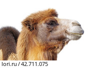 Портрет верблюда на белом фоне. Portrait of the beautiful camel on white background. Стоковое фото, фотограф Татьяна Д / Фотобанк Лори