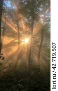 Sunlight Peeking Through Trees in Woods. Стоковое AI-изображение, AI-художник Юлия Гапеенко / Фотобанк Лори