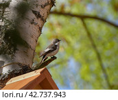 Самец мухоловки-пеструшки рядом с домиком. Стоковое фото, фотограф Svetlana V. Pronina / Фотобанк Лори