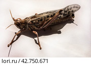 Egyptian Locust Anacridium aegyptium. Стоковое фото, фотограф Iva Noel / Фотобанк Лори