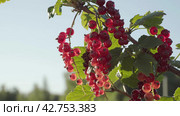 Collecting red currant berry harvest from a bush. Close-up. Стоковое видео, видеограф EStarodubov / Фотобанк Лори