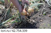 Woman farmer harvests ripe onions in her garden beds. Close-up of female hands. Стоковое видео, видеограф EStarodubov / Фотобанк Лори