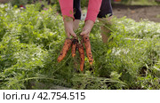 Farmer harvesting fresh harvest of carrot on garden bed farm. Farmer picking carrot. Close-up of female hands. Стоковое видео, видеограф EStarodubov / Фотобанк Лори