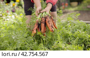 Farmer harvesting fresh harvest of carrot on garden bed farm. Farmer picking carrot. Close-up of female hands. Стоковое видео, видеограф EStarodubov / Фотобанк Лори