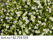 A blooming natural background of white flowers. Stellaria holostea. Стоковое AI-изображение, AI-художник Виктория Тельминова / Фотобанк Лори