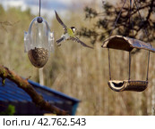 Great Tit in flying on the white background. Стоковое фото, фотограф Tamara Sushko / Фотобанк Лори