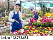 Saleswoman changes arrangement of pots with primrose and improves appearance of window. Стоковое фото, фотограф Яков Филимонов / Фотобанк Лори