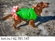 Red Irish setter in a green suit with a big bow in St.Patrick 's Day. Стоковое фото, фотограф Iva Noel / Фотобанк Лори
