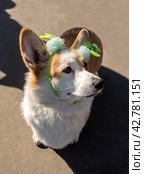 Dog Pembroke Welsh Corgi  in a green hat. Стоковое фото, фотограф Iva Noel / Фотобанк Лори