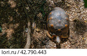 The large turtle Astrochelys radiata is endemic to Madagascar. View from above. Close-up. Beautiful patterns are visible on the shell. Dry leaves on the ground. (2023 год). Стоковое фото, фотограф Вера Ивановна Кубарева / Фотобанк Лори