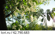 Prunus padus, bird cherry, hackberry, hagberry, or Mayday tree is a flowering plant. It is a species of cherry, a deciduous small tree or large shrub. Spring in Warsaw, branches sway in the wind. Стоковое видео, видеограф Юлия Петровская / Фотобанк Лори