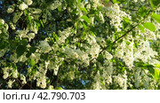 Prunus padus, bird cherry, hackberry, hagberry, or Mayday tree is a flowering plant. It is a species of cherry, a deciduous small tree or large shrub. Spring in Warsaw, branches sway in the wind. Стоковое видео, видеограф Юлия Петровская / Фотобанк Лори