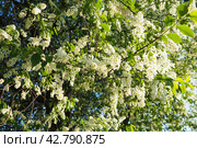 Prunus padus, bird cherry, hackberry, hagberry, or Mayday tree is a flowering plant. It is a species of cherry, a deciduous small tree or large shrub. Spring in Warsaw, blooming branches. Стоковое фото, фотограф Юлия Петровская / Фотобанк Лори