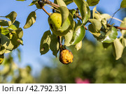 Pear fruits affected by Venturia inaequalis scab. Monilial fruit rot of fruits. Стоковое фото, фотограф Ольга Сейфутдинова / Фотобанк Лори