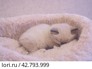 Маленький красивый котенок породы Рэгдолл отдыхает дома на диване. A beautiful little Ragdoll kitten is resting at home on the couch. Стоковое фото, фотограф Мария / Фотобанк Лори