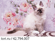 Маленький красивый котенок породы Рэгдолл отдыхает дома на диване. A beautiful little Ragdoll kitten is resting at home on the couch. Стоковое фото, фотограф Мария / Фотобанк Лори