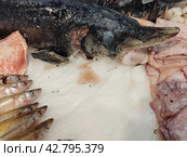 Европейская корюшка, или снеток (Osmerus eperlanus) и севрюга (Acipenser stellatus) на прилавке рыбного магазина. Стоковое фото, фотограф Сергей Елизарьев / Фотобанк Лори