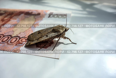Инфляция. Моль на пятитысячной банкноте/ Insect moth on the surface of the Russian five thousandth banknote. Стоковое фото, фотограф Iva Noel / Фотобанк Лори