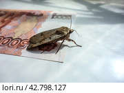 Инфляция. Моль на пятитысячной банкноте/ Insect moth on the surface of the Russian five thousandth banknote. Стоковое фото, фотограф Iva Noel / Фотобанк Лори