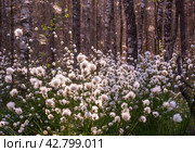 Необычные белые пушистые цветы Пушица растут в лесу на болоте. Лето. Unusual white fluffy Fluffy flowers grow in the forest in the swamp. Summer. Стоковое фото, фотограф Мария / Фотобанк Лори
