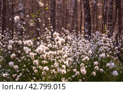 Необычные белые пушистые цветы Пушица растут в лесу на болоте. Лето. Unusual white fluffy Fluffy flowers grow in the forest in the swamp. Summer. Стоковое фото, фотограф Мария / Фотобанк Лори