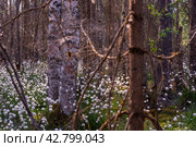 Необычные белые пушистые цветы Пушица растут в лесу на болоте. Лето. Unusual white fluffy Fluffy flowers grow in the forest in the swamp. Summer. Стоковое фото, фотограф Мария / Фотобанк Лори