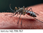 Close-up of striped mosquito on human skin, macro photo. Mosquitoes (Aedes aegypti) sucking human blood, close up. Carriers of dengue fever and malaria concept. Gen ai illustrate. Copy ad text space. Стоковое AI-изображение, AI-художник Aleksandr Golubev / Фотобанк Лори