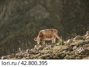 Рогатый скот. Стоковое фото, фотограф Екатерина Ермакова / Фотобанк Лори