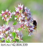 Volucella inanis - bee fly on the flowering oregano. Стоковое фото, фотограф Володина Ольга / Фотобанк Лори