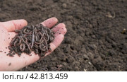 Earthworms in a farmer's hand close-up. Bait. Fishing with a worm. Background. Video 4K. Стоковое видео, видеограф Дмитрий Кобзев / Фотобанк Лори