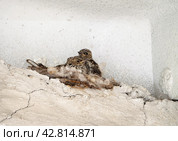 Gray flycatcher chicks sit in the nest huddled together. The nest is located on a ledge of a concrete wall under the roof. Стоковое фото, фотограф Бузмакова Светлана / Фотобанк Лори
