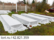Подготовка к зиме. Укрытые грядок с клубникой. Стоковое фото, фотограф Александр Щепин / Фотобанк Лори