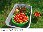 Wheelbarrow with tomatoes, peppers and melon grown in the garden. Стоковое фото, фотограф Володина Ольга / Фотобанк Лори