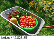 Wheelbarrow with tomatoes, peppers and melon grown in the garden. Стоковое фото, фотограф Володина Ольга / Фотобанк Лори