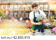 Young florist checking bushes of potted silver ragwort. Стоковое фото, фотограф Яков Филимонов / Фотобанк Лори