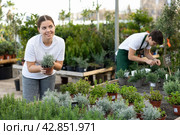 Focused young female consumer in casual wear choosing Thymus x Citriodorus in pot while buying plants in garden market. Стоковое фото, фотограф Яков Филимонов / Фотобанк Лори