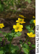 Западная Сибирь, цветущая калужница болотная (Caltha palustris) на песчаной почве. Western Siberia, blooming marsh-marigold (Caltha palustris) on sandy soil. Стоковое фото, фотограф Евгений Романов / Фотобанк Лори