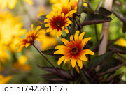 The red and orange false sunflower, Heliopsis helianthoides 'Bleeding Hearts' in bloom. Стоковое фото, фотограф Ольга Сейфутдинова / Фотобанк Лори