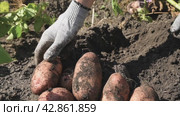 Man digs potatoes out of the ground and picks vegetable tubers with his hands. Autumn gathering.  Slow shooting, two videos. Стоковое видео, видеограф Дмитрий Кобзев / Фотобанк Лори